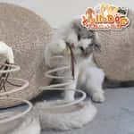 【Fussie Cat 礦物貓砂 Exchange item】HelloDOG 貓玩具 彈簧瘋狂逗貓玩具麻球 1件 (隨機款)