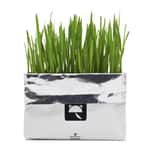 木天蓼 貓草 VETRESKA 嚴選無⼟⽔培貓草種植包 (款式隨機) (vk10113/vk10687/vk11295)