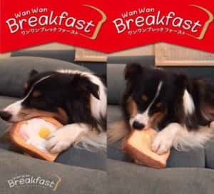 日本Wan Wan Breakfast 狗狗玩具 煙肉太陽蛋厚多士 一個入 (圖片5)