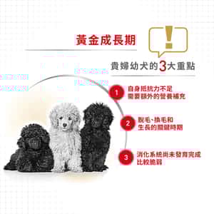 Royal Canin 狗糧 法國皇家狗糧 純種系列 貴婦狗幼犬專屬配方 貴婦幼犬糧 PDJ 3kg (2576700) (圖片4)
