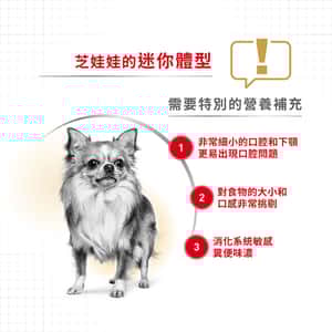 Royal Canin 狗糧 法國皇家狗糧 純種系列 芝娃娃成犬專屬配方 芝娃娃成犬糧 CHH28 1.5kg (2550900) (圖片4)