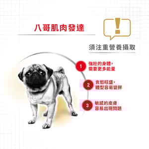 Royal Canin 狗糧 法國皇家狗糧 純種系列 八哥成犬專屬配方 PUG 1.5kg (2557000) (圖片4)