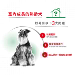 Royal Canin 狗糧 法國皇家狗糧 健康營養系列 室內小型老犬營養配方 室內小型老犬配方 ILS 3kg (圖片5)