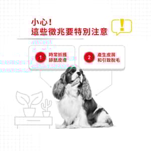 Royal Canin 狗糧 法國皇家狗糧 加護系列 小型犬皮膚舒緩加護配方 小型犬皮膚敏感專用配方 DCMI 8kg (2731000) (圖片4)