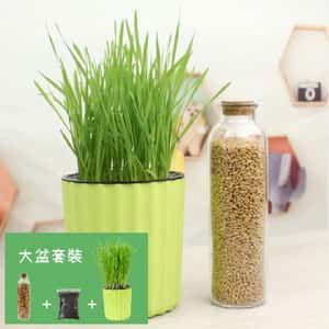 貓咪保健用品-DIY-種植天然吐毛球小麥草套裝-大盆-貓咪去毛球-寵物用品速遞