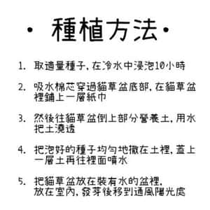 DIY 種植天然吐毛球小麥草套裝 (大盆) (圖片3)