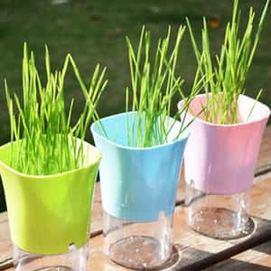 貓咪去毛球 貓咪化毛球 環保水培貓草 高身瓶 一個裝 (顏色隨機)