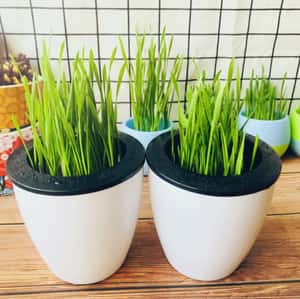 貓咪去毛球 貓咪化毛球 環保水培貓草 黑白色盤