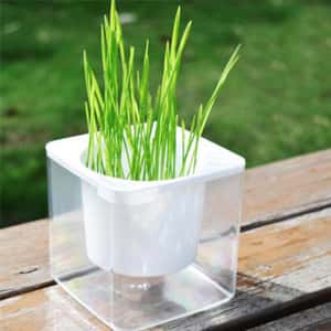 貓咪去毛球 貓咪化毛球 環保水培貓草 正方形盤 (顔色隨機)