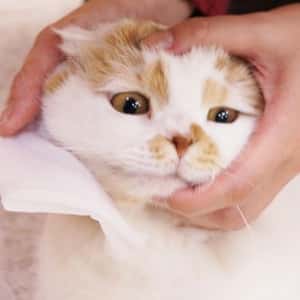 日本CattyMan 貓咪專用清潔濕紙巾 30枚 (圖片3)