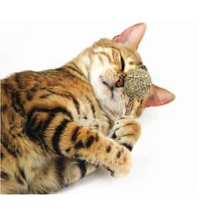 HelloDOG 玩具嚴選 逗貓薄荷球 木天蓼棒棒糖 (圖片4)