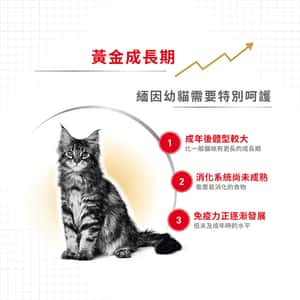 Royal Canin Dry Cat Food - Maine Coon Kitten KMCO 10kg (2521100) (圖片4)