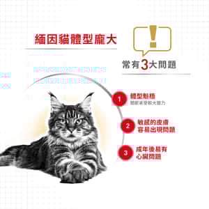 Royal Canin 法國皇家 純種系列 緬因成貓配方 MCO 2kg (2550020010) (圖片7)