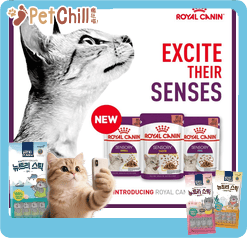 Royal Canin 法國皇家 貓濕糧 貓感系列 主食濕糧 (肉汁) SENSORY 混合裝(肉香鮮味各四包) 85g x 12 (3168300) (圖片3)