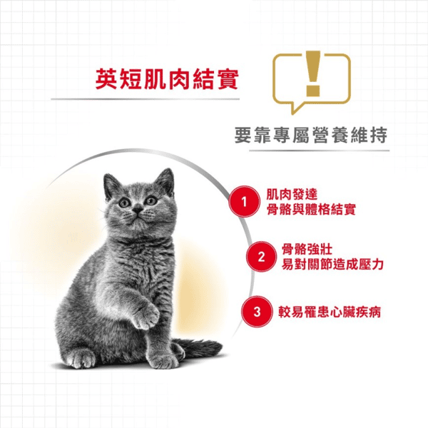 Royal Canin Dry Cat Food - Adult British Shorthair BSH 10kg (2557100010) (圖片4)