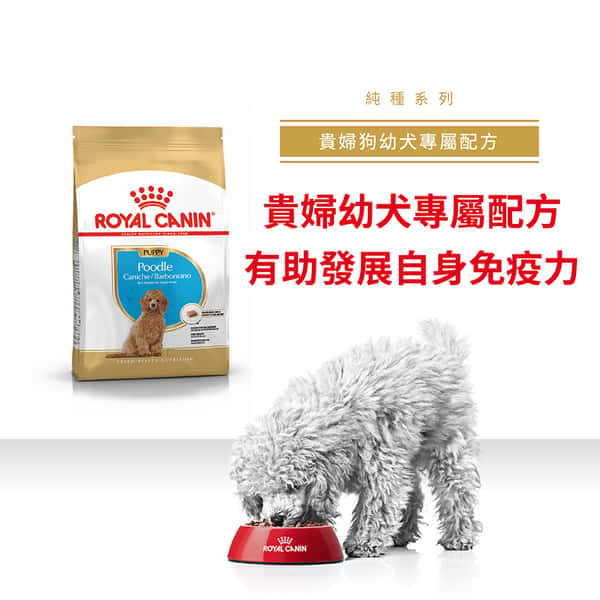 Royal Canin Royal Canin 狗糧 法國皇家狗糧 純種系列 貴婦狗幼犬專屬配方 貴婦幼犬糧 PDJ 3kg 3kg 正面圖