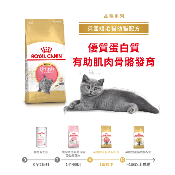 Royal Canin 貓糧 法國皇家貓糧 純種系列 英國短毛幼貓專屬配方 KBSH38 10kg (2520100) (圖片1)