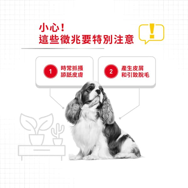 Royal Canin Royal Canin 狗糧 法國皇家狗糧 加護系列 小型犬皮膚舒緩加護配方 小型犬皮膚敏感專用配方 DCMI 8kg 8kg 背面圖