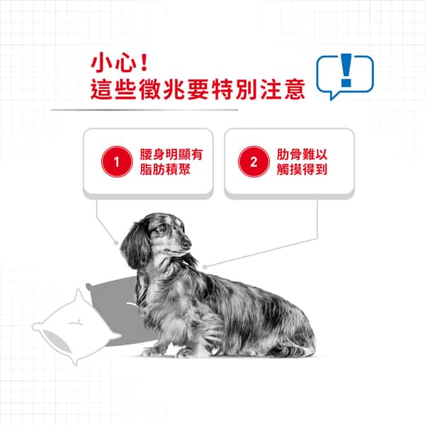 Royal Canin 狗糧 法國皇家狗糧 小型犬減肥糧 LWMI 8kg (2796400) (圖片4)