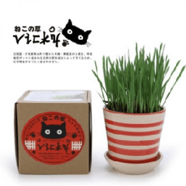 Vicky 自家種植天然吐毛球小麥草套裝 (款式隨機) (圖片1)