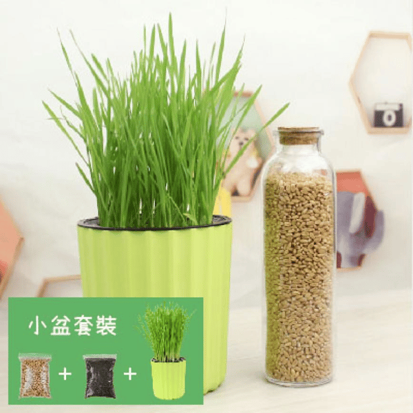 DIY 種植天然吐毛球小麥草套裝 (小盆) (圖片1)