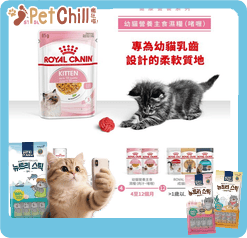 Royal Canin 法國皇家 Kitten 貓濕糧 幼貓營養主食濕糧 (啫喱) 85g (圖片3)