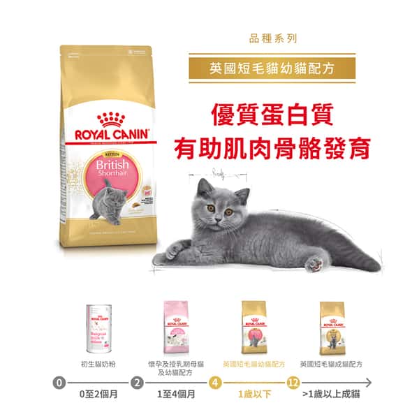 Royal Canin Royal Canin 貓糧 法國皇家貓糧 純種系列 英國短毛幼貓專屬配方 KBSH38 2kg 2kg  正面圖