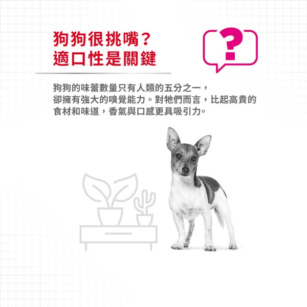 Royal Canin 法國皇家 狗濕糧 成犬挑嘴加護主食濕糧 (肉塊) 85g (圖片4)