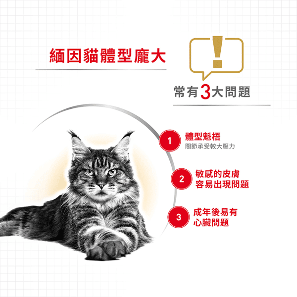 Royal Canin Dry Cat Food - Adult Maine Coon MCO 2kg (2550020010) (圖片7)
