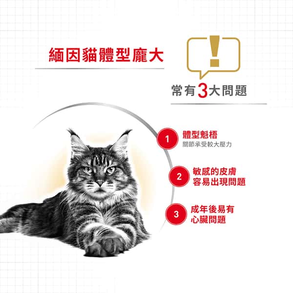 Royal Canin Royal Canin 貓糧 法國皇家貓糧 純種系列 緬因成貓專屬配方 10kg 10kg  包裝圖