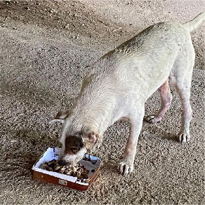 宠物用品 猫粮猫砂狗粮狗尿垫 至抵至齐 - 猫狗义工 流浪猫狗 3