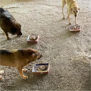 宠物用品 猫粮猫砂狗粮狗尿垫 至抵至齐 - 猫狗义工 流浪猫狗 4