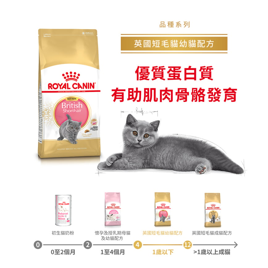 Royal Canin Dry Cat Food - British Shorthair KBSH38 10kg (2520100) (img2)