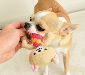 日本Bonbi 日本Bonbi ILOVEPETS Dental Animal 嚴選狗狗護齒玩具 企鵝 正面圖