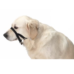 Buster Buster 口罩 臘腸犬/聖伯納德狗 Blood Hound /St. Bernard 正面圖