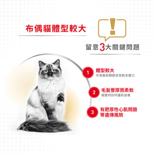 Royal Canin Royal Canin 貓糧 法國皇家貓糧 純種系列 布偶成貓專屬配方 RD 10kg 10kg  正面圖