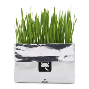 VETRESKA VETRESKA 嚴選無⼟⽔培貓草種植包 正面圖