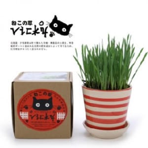 Vicky Vicky 自家種植天然吐毛球小麥草套裝   正面圖