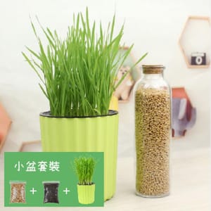 DIY DIY 種植天然吐毛球小麥草套裝 正面圖