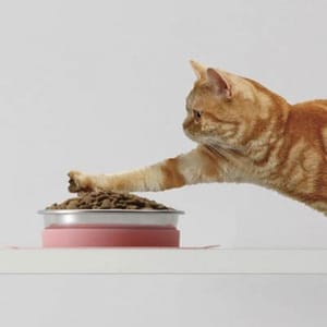 日本直送 日本直送 NYANTA/GONTA CLUB 吸盤型寵物糧食碗  貓犬用 正面圖