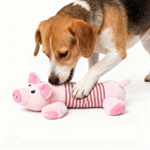 HelloDOG HelloDOG 玩具嚴選 咇咇公仔狗狗磨牙玩具 小豬 正面圖