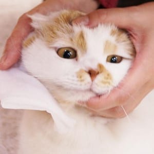 日本CattyMan 日本CattyMan 貓咪專用清潔濕紙巾 30枚   背面圖