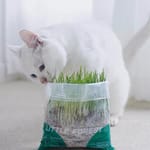 MOBOLI MOBOLI 小森林袋裝貓草   正面圖