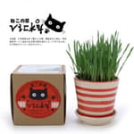 Vicky Vicky 自家種植天然吐毛球小麥草套裝   正面圖