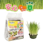 日本Petz 日本Petz Route 100％有機培養土 安心貓草 2回分   正面圖