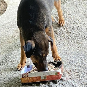 Barang-barang haiwan peliharaan Makanan kucing, pasir kucing, makanan anjing, tikar anjing - harga murah dan lengkap - Sukarelawan kucing dan anjing, kucing dan anjing liar 1