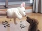 日本Bonbi 日本Bonbi ILOVEPETS Animal Mitten LoveDog 狗狗手偶玩具 啡白牧羊犬 一個入   背面圖