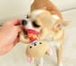 日本Bonbi 日本Bonbi ILOVEPETS Dental Animal 嚴選狗狗護齒玩具 青蛙   背面圖