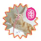 日本Petz 日本Petz Route 貓玩具 長繩逗貓棒   背面圖