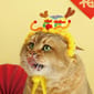 HelloDOG HelloDOG 貓玩具 虎帽龍頭 1件   正面圖